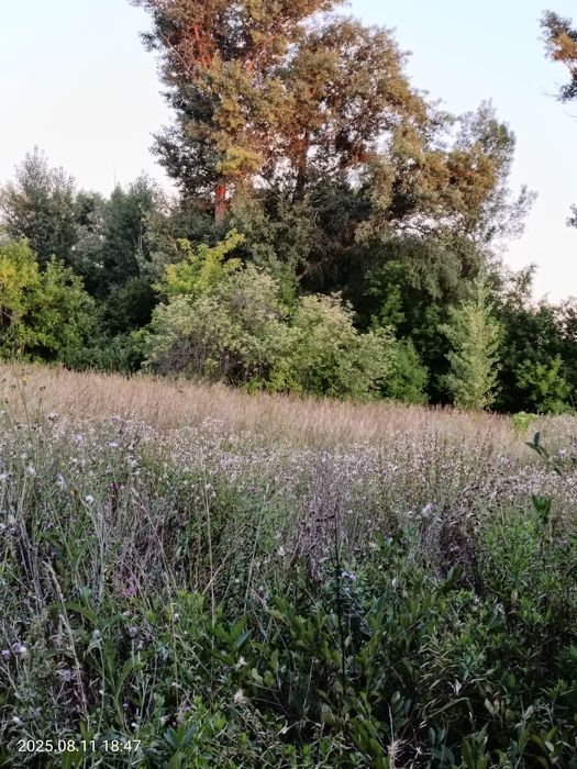 Земельный участок