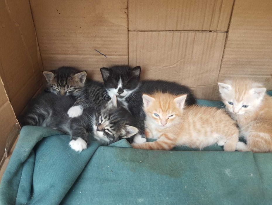 котята в дар в добрые рууки