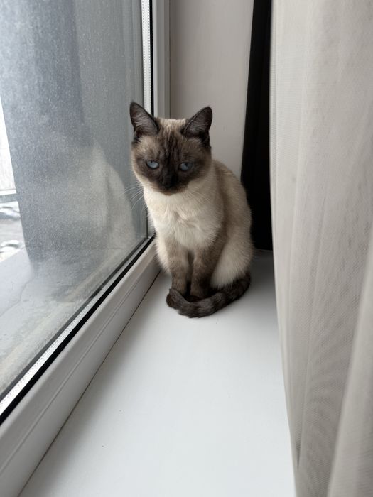 Отдам даром сиамсую кошку