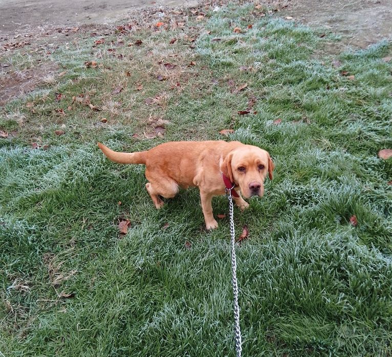 Лабрадор ретривер