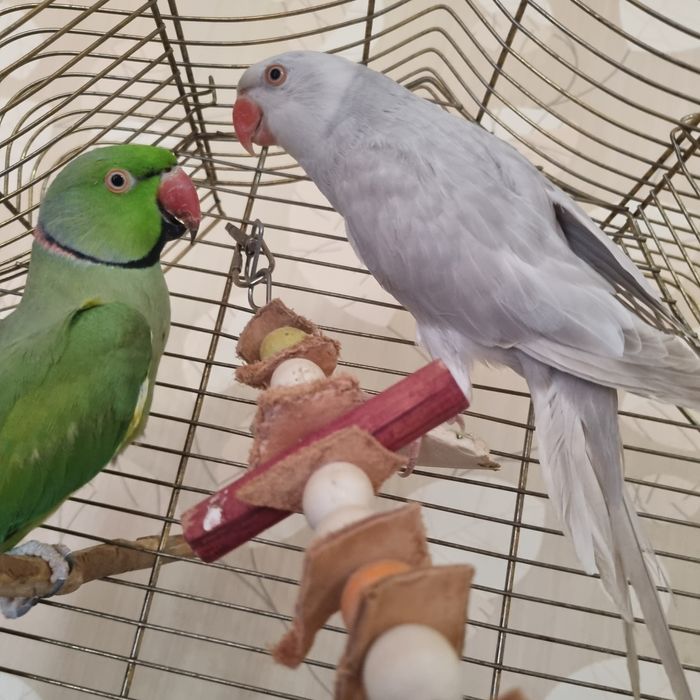 Papagali Micul Alekandru