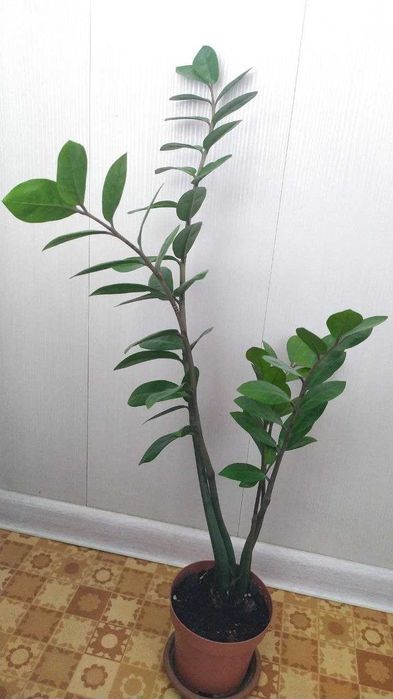 Замиокулькас долларовое дерево