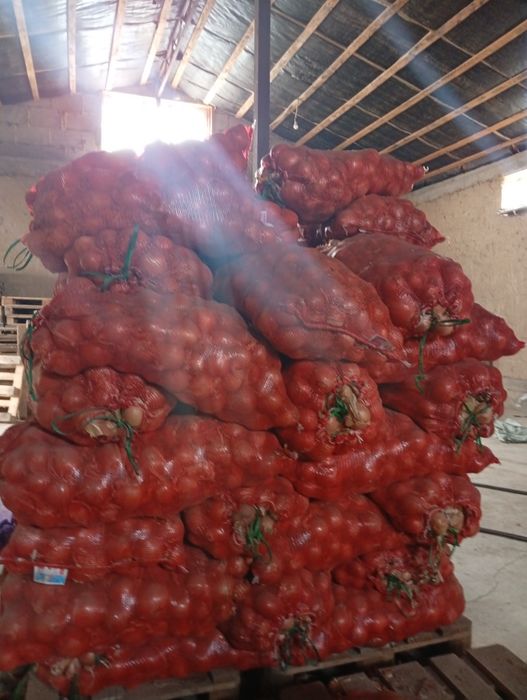 Продам лук репчатый