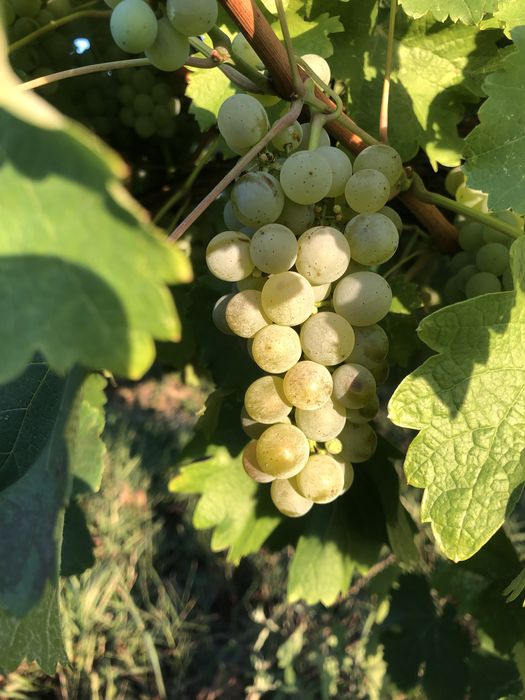Struguri de vin