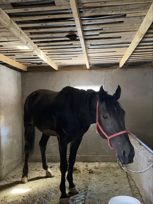 Айғыр сатылады!!