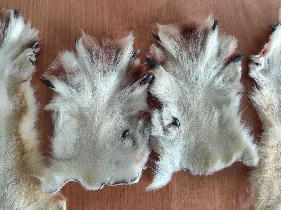 Волк, лапы волка