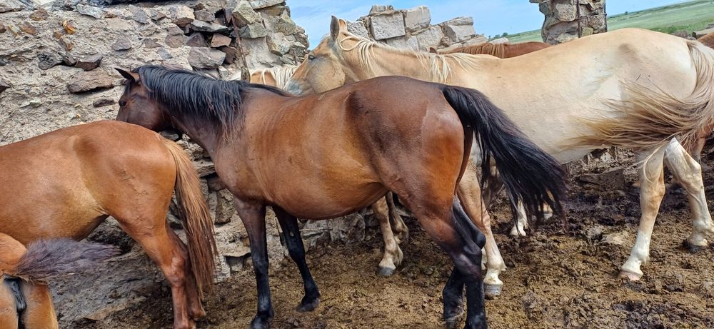 Гомель, Беларусь. Мен секс үшін жігітті қалаймын.