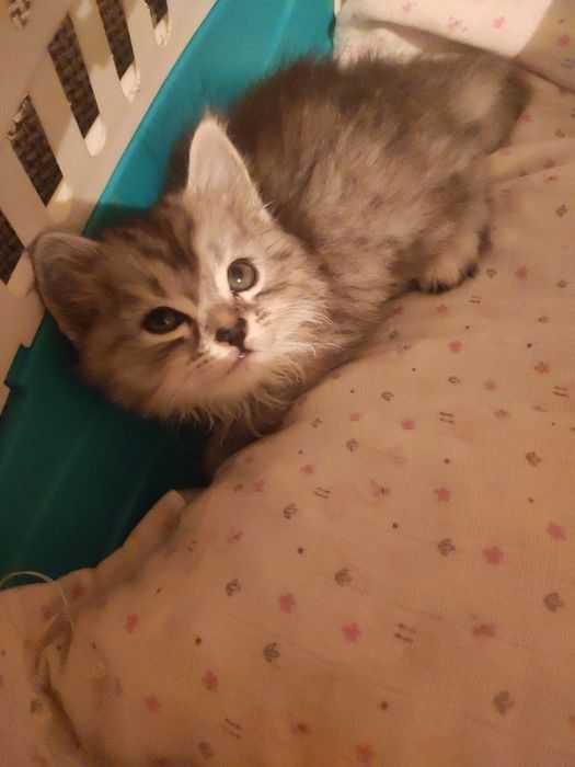 Продам котёнка мальчик
