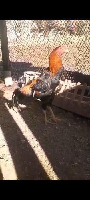 2 рет ойнаган дасрочный пабеда клган