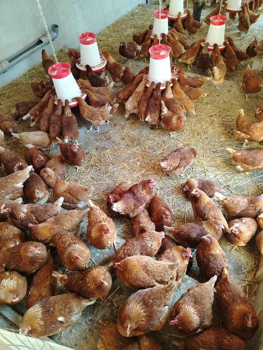 Vand puicute ouatoare