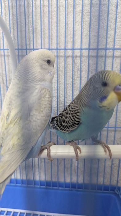 Волныйстый попугай 2 шт