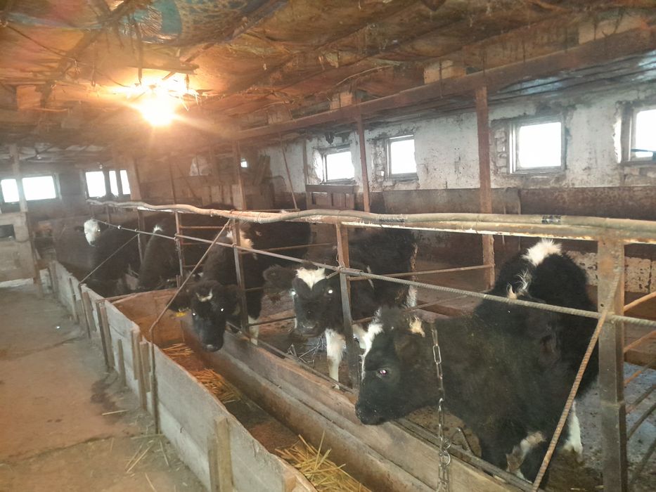 Продаются бычки на откорм