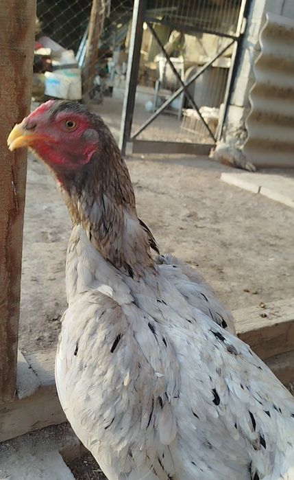Продам курочку о шамо дакан