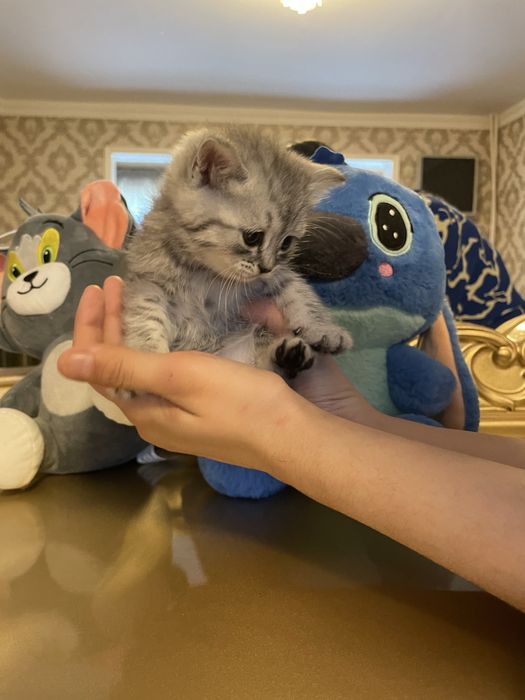 котята серебристая и шотландская