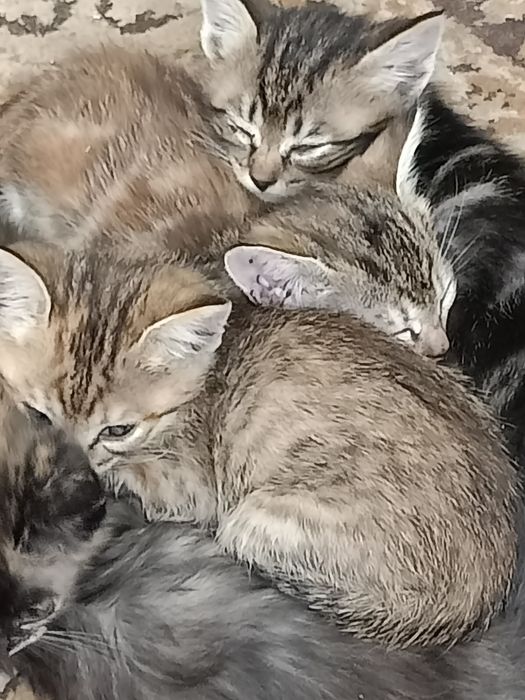 Отдам котят,мама крысыловка