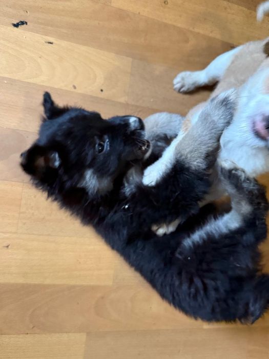 Дарю щенят!           .