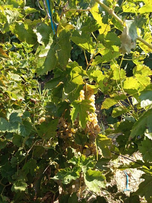 Struguri pt.vin diferite soiuri!