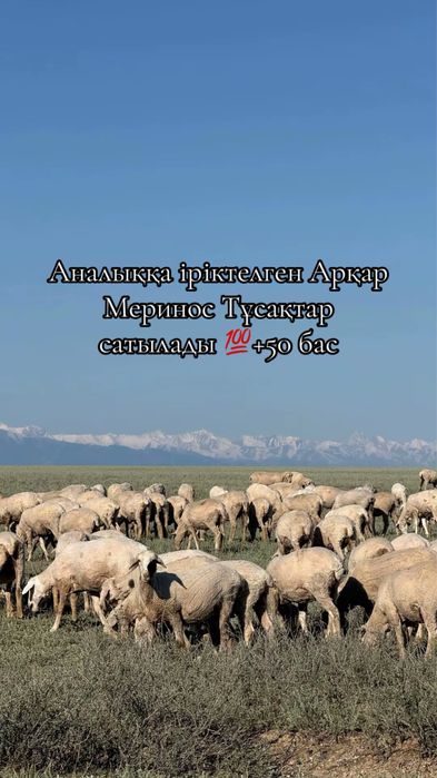 Арқар Меринос Тұсақтар