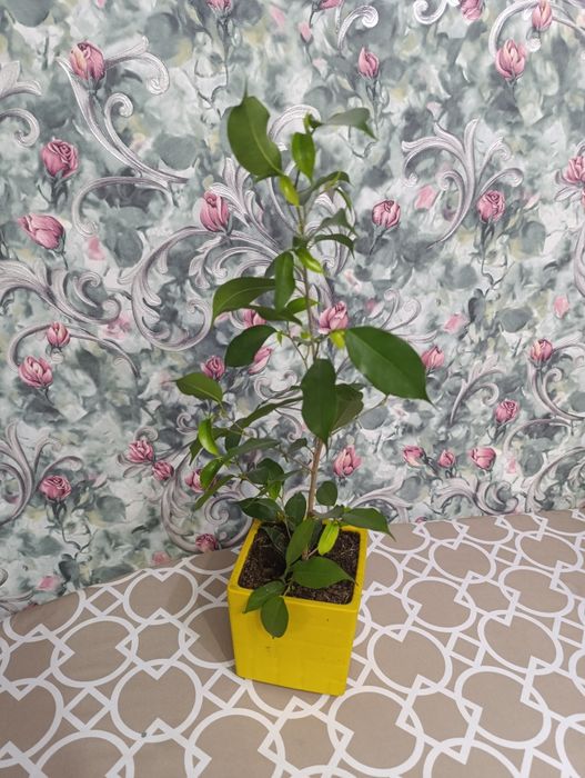 Фикус Бенжамин комнатное растение