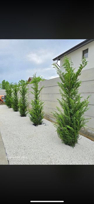 Tuia Leylandii Cupressus- Cel mai bun Pret