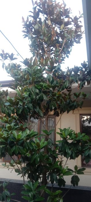 Магнолия в хорошем состоянии