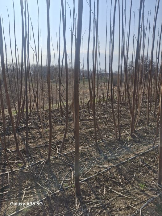 Деревья,ағаштар,повловия