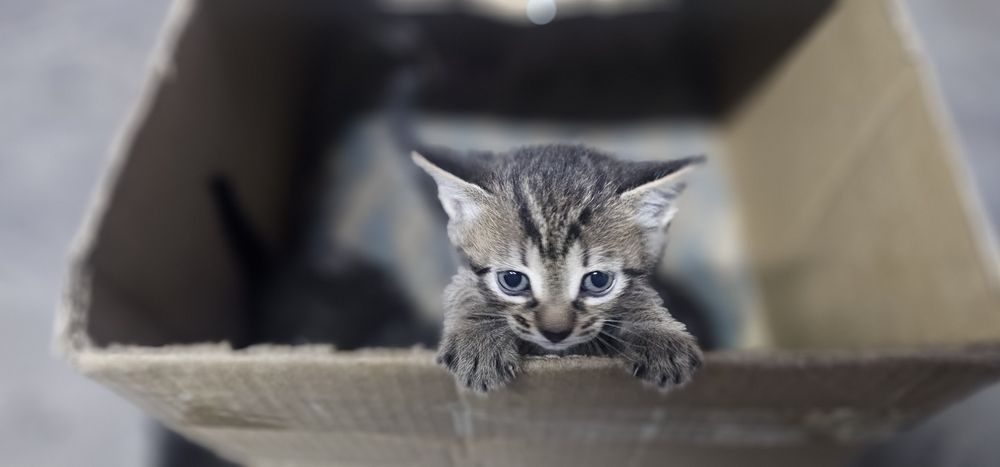 Отдам котят в добрые руки