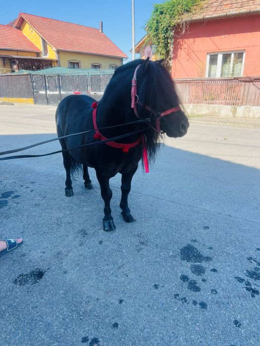 Ponei De vanzare sau pentru monta