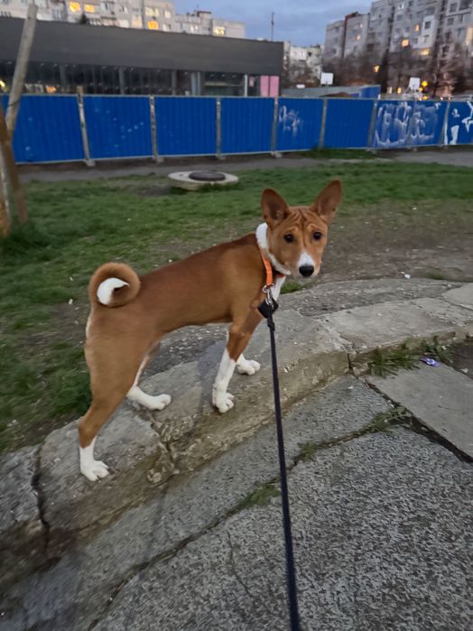 Басенджи на 1 година