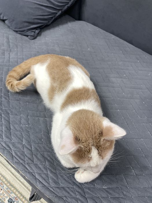 Кот возраст один год