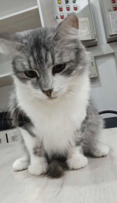 Удивительно добрая девочка ищет дом