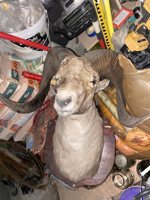 Продам голову оленья,аксесуар для дома