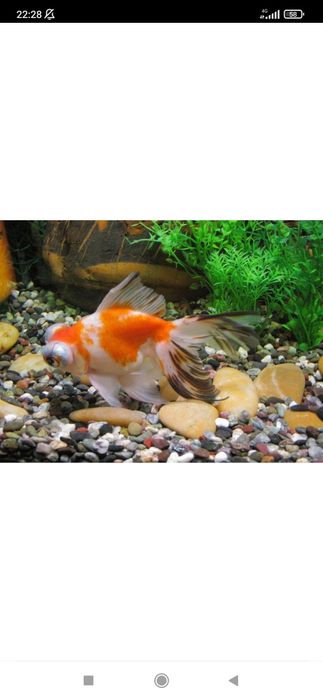 Рыбки для аквариума