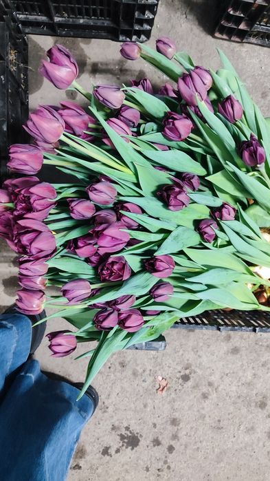 Очень красивые тюльпаны оптом