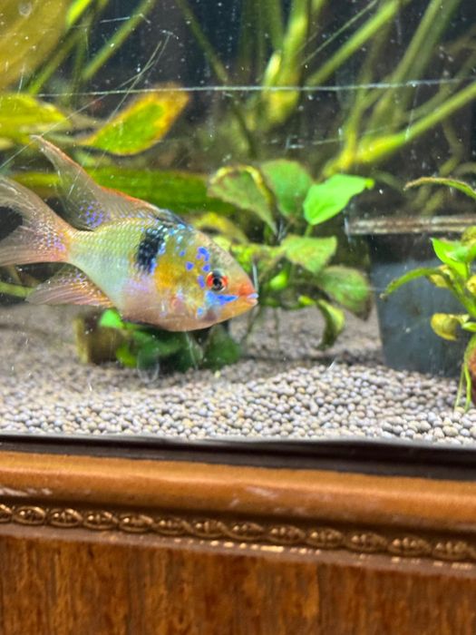 Апистограмма Рамирези вуалевая