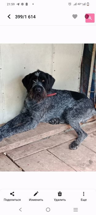 Шикарный кобель Дратхара на вязку