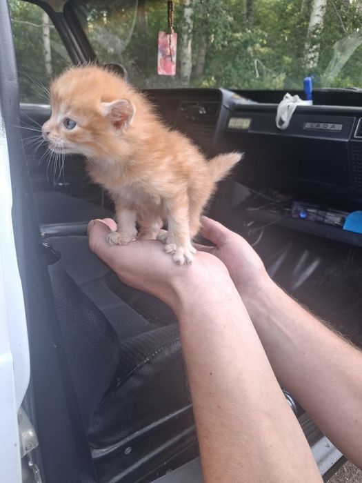 Отдам котёнка в добрые руки