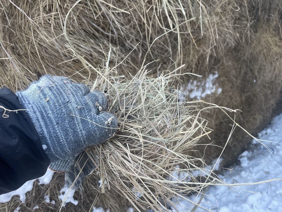 Продам сено не дорого