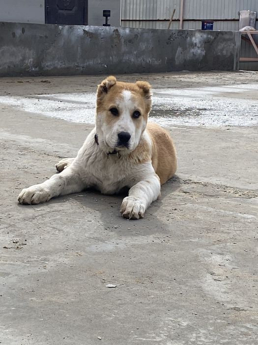 Сао 3,5 ай Алабай