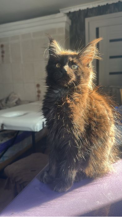 Котята мейнкуны девочка!