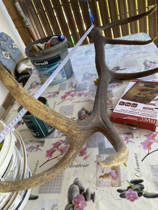 Corn de Cerb Carpatin Masiv