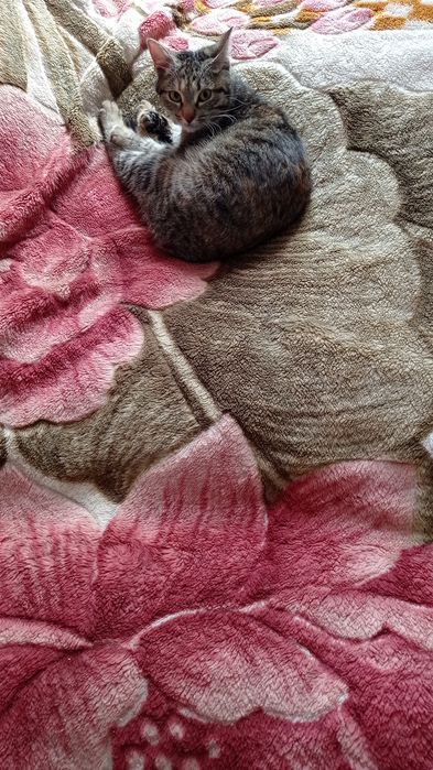 Кошки (животное)