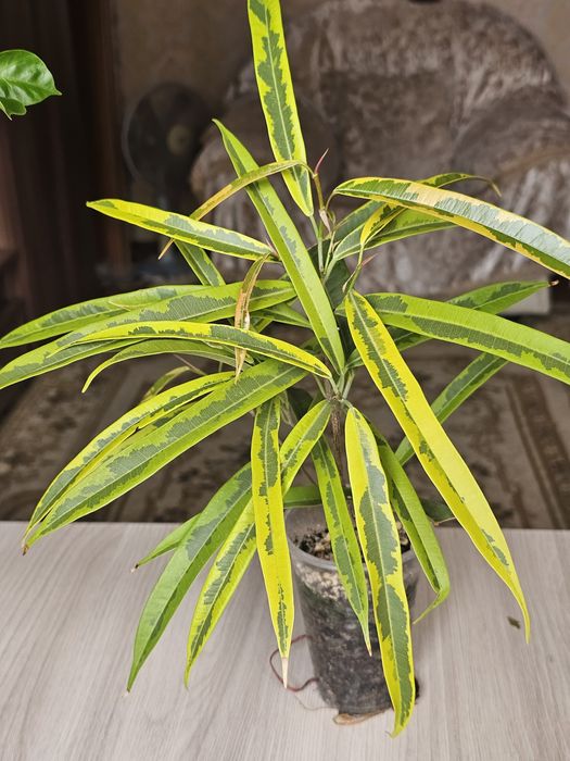 Комнатные цветы.