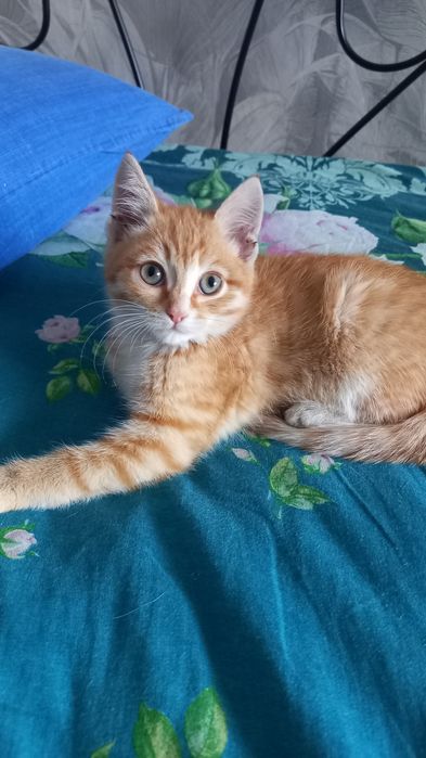Отдам котёнка девочку