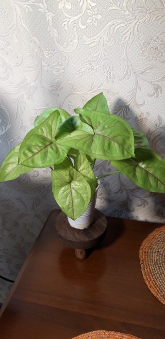 Сингониум аллюжен голд