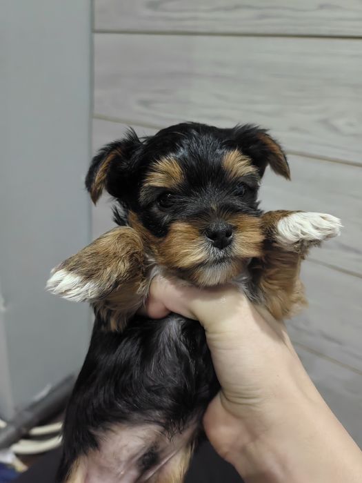 Йоркширски териер