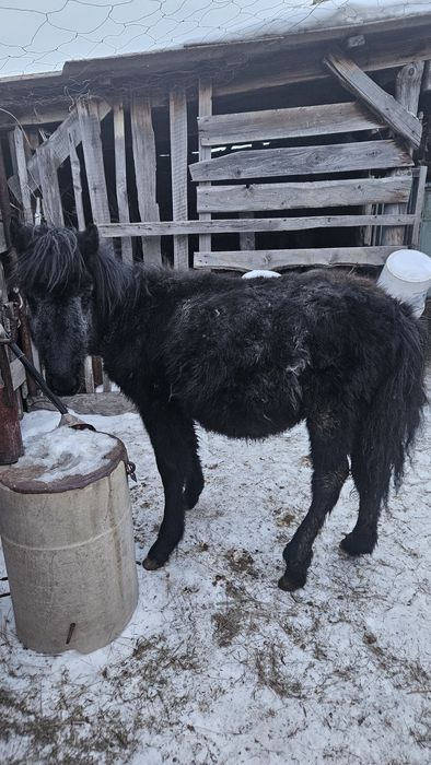 Продам жеребенка