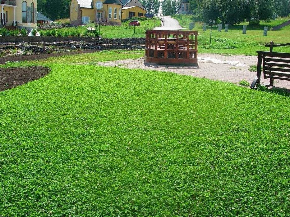 Укладка рулонного газона. Газон стрижка