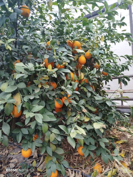 Лимон местный свой огород