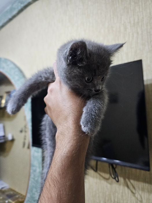 Котенок в хорошие руки